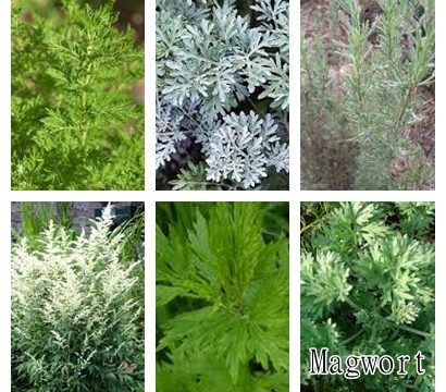 ハーブ解説 Part129 ハーブの情報屋